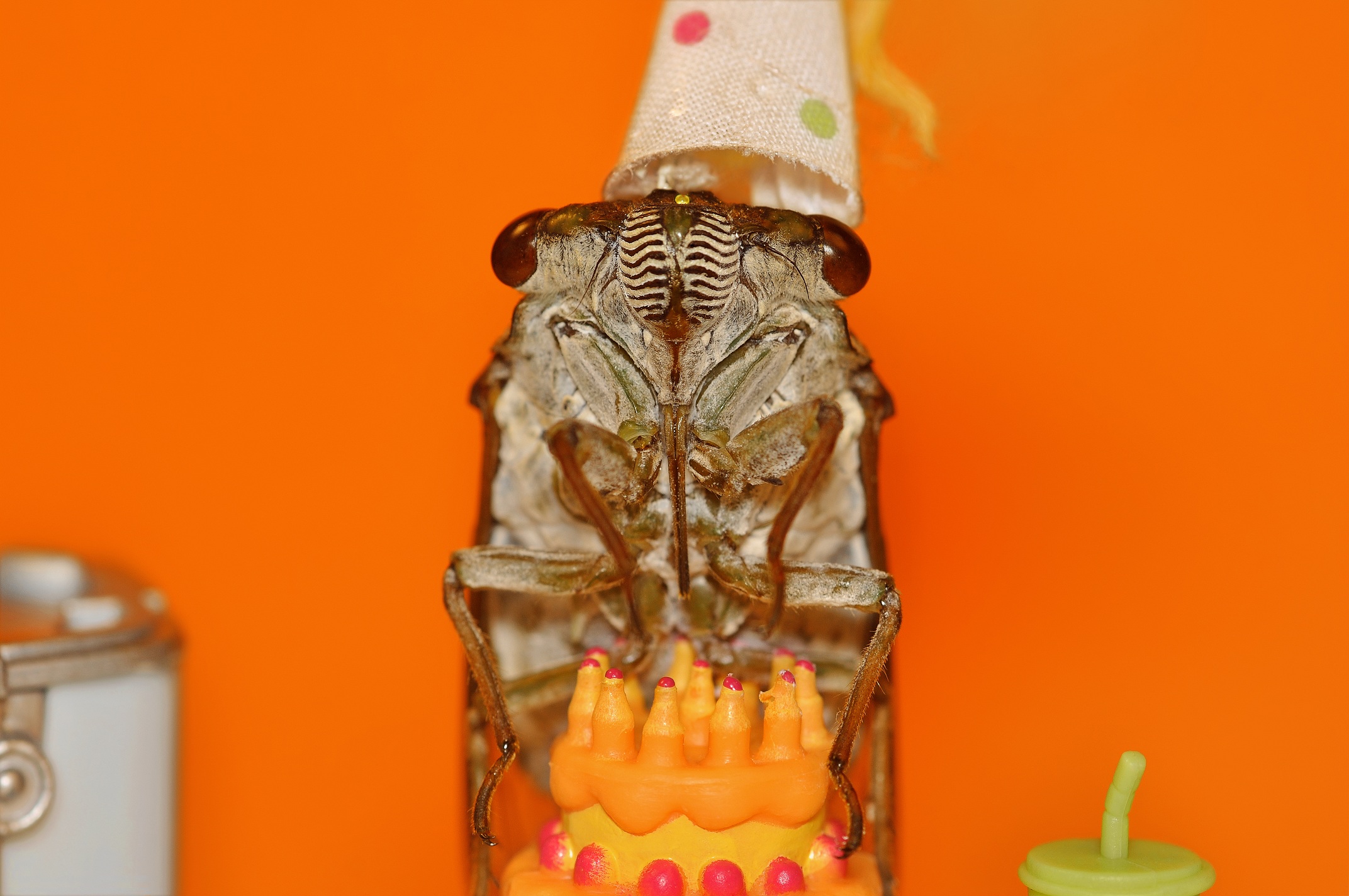 Birth.Day.Cicada