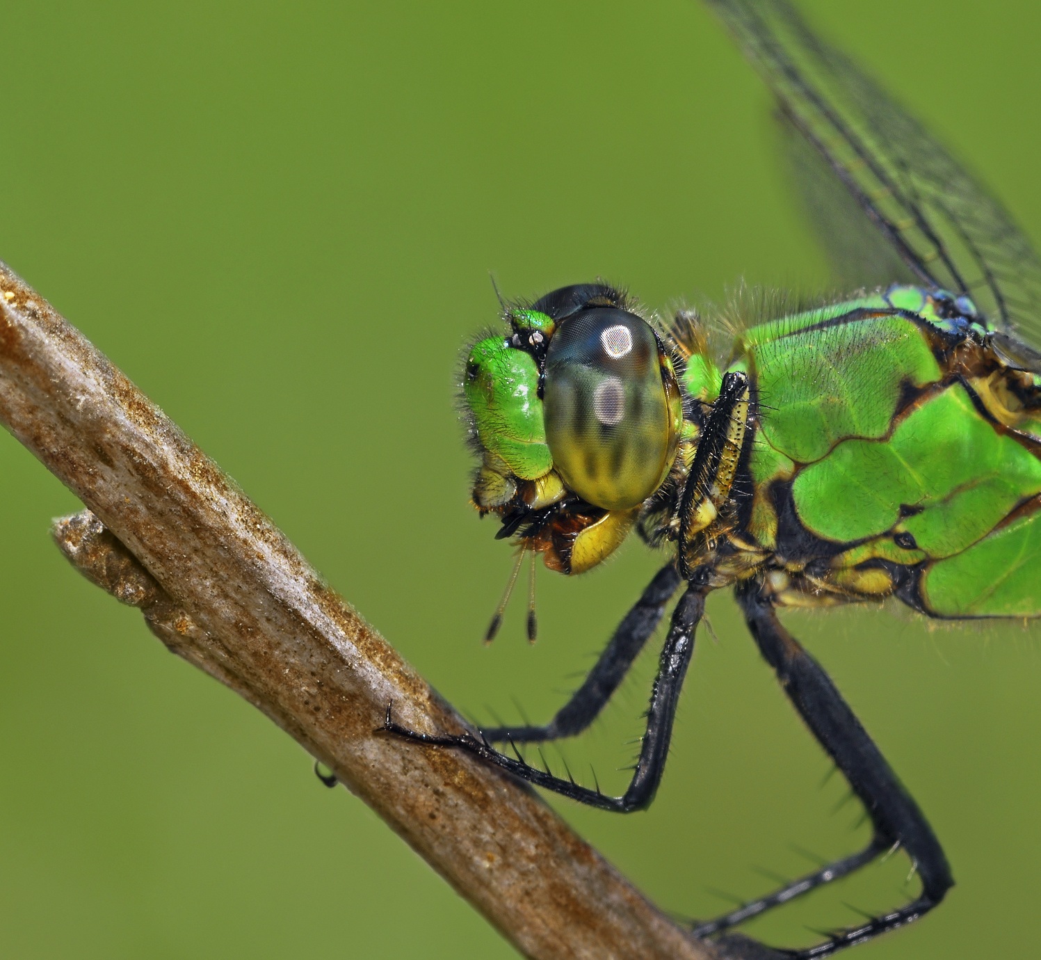 Eastern.PondHawk.Details