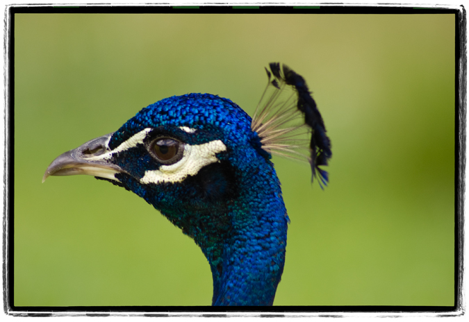 Ron, I'm a Peacock Now