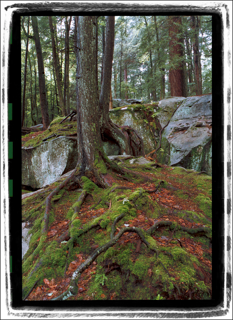 Tangled Roots and Rocks by mastermayhem