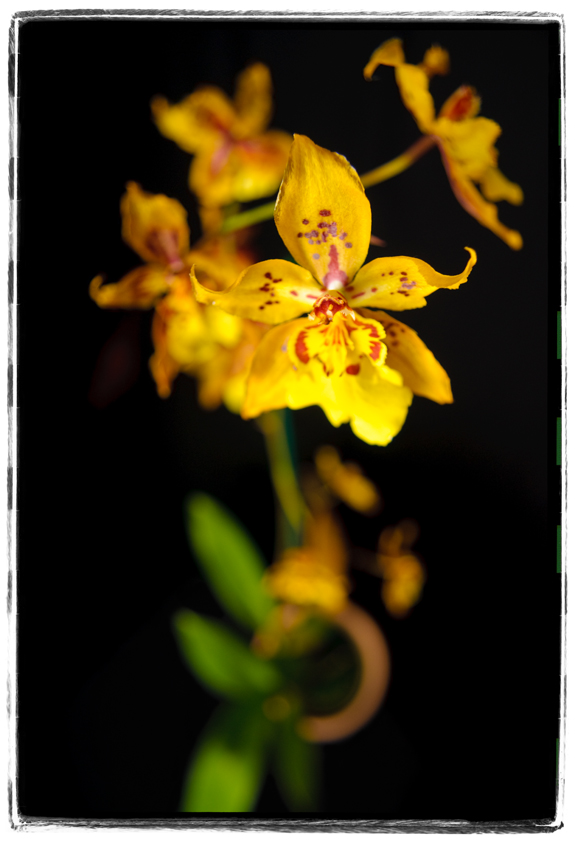 Dying Orchid