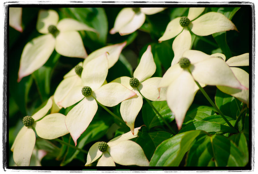 All Natural Pinwheels