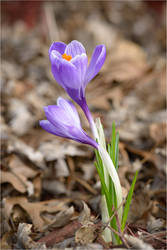 A Brilliant Display Of Spring