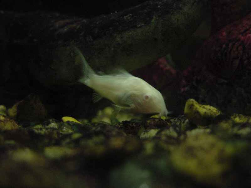 albino fish