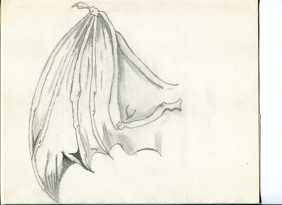 Bat wing study by Nervosix on DeviantArt