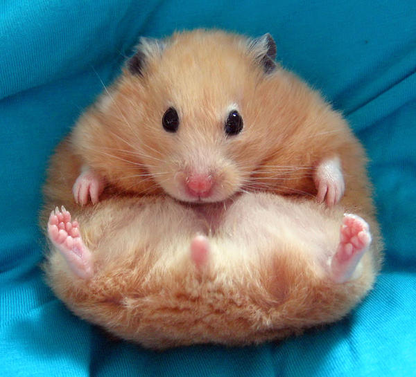 Chmurka, my famous hamster