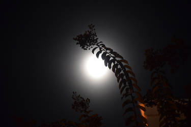 Moonlight through plant