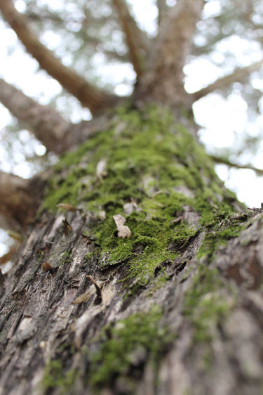 Up a tree