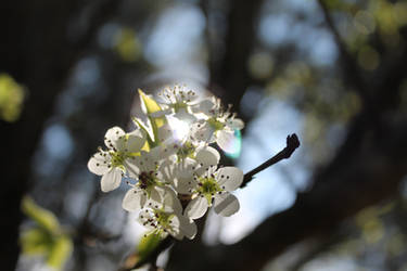 Through the flowers