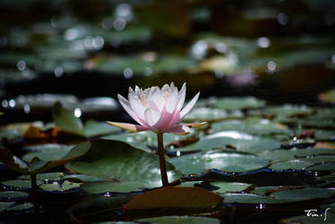 Flor de un solo dia