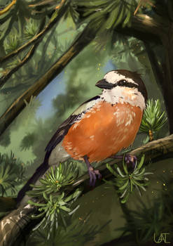 Masked shrike