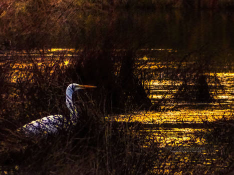 Great Heron hidden in the foliage