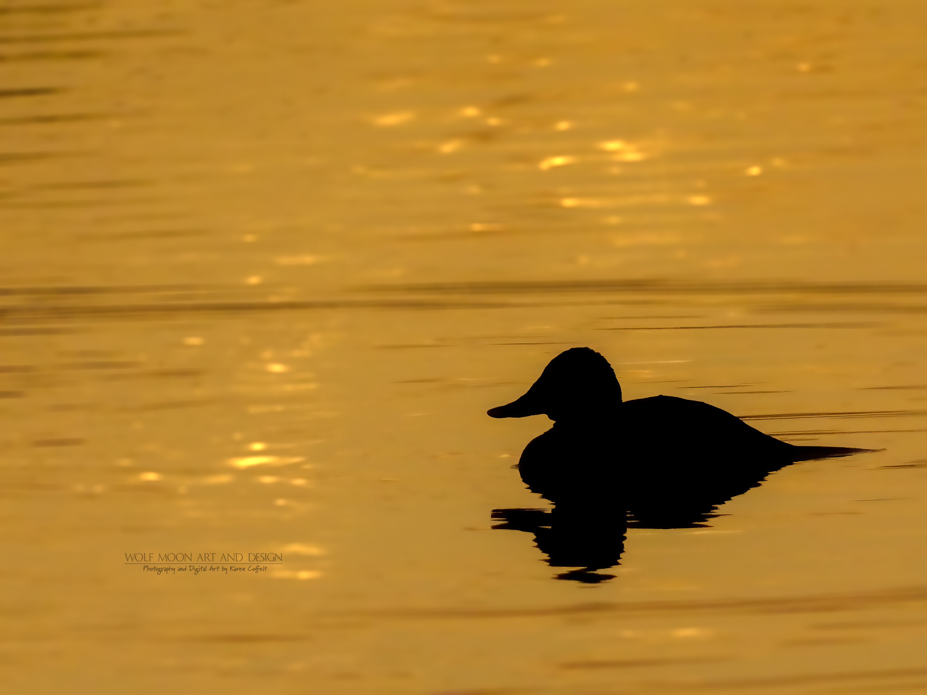 wild duck swimming on a golden lake while sunset is reflecting in the  water. Minimalistic picture with silhouette of the water bird. 17699313  Stock Photo at Vecteezy