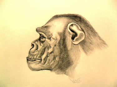 Chimp