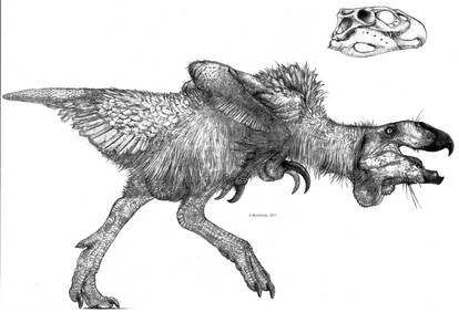 Pteronychus