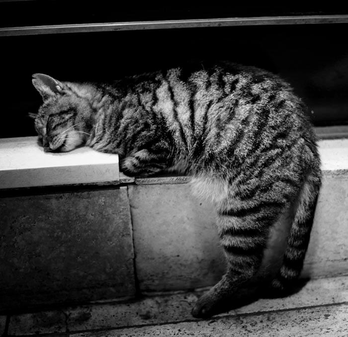 Sleepy Cat by bessonben