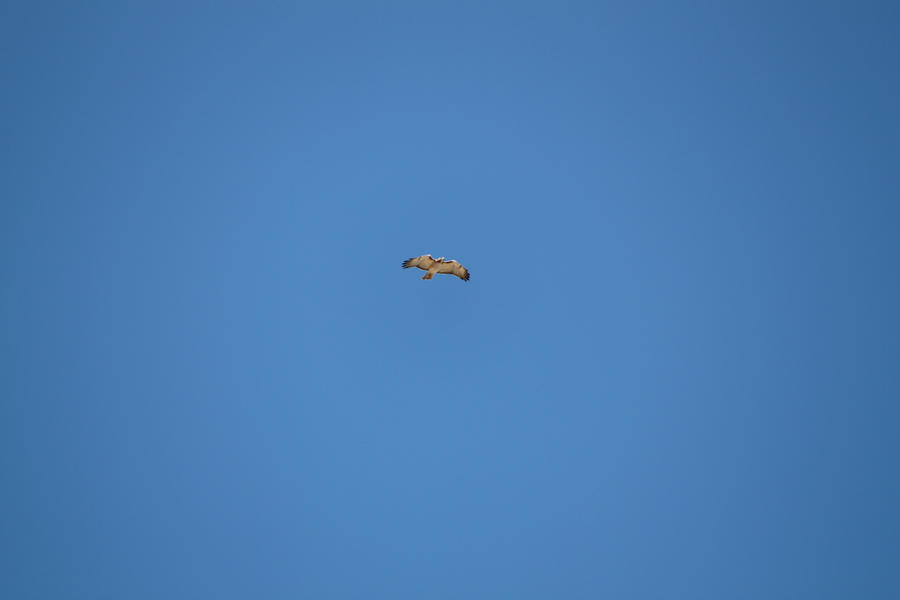 It's a hawk by grumpypirate on DeviantArt