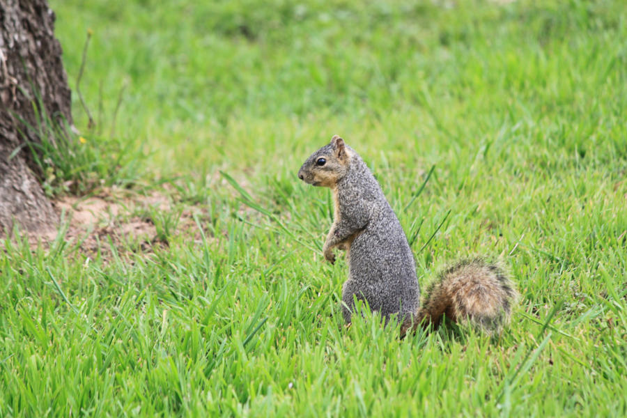 On the search for nuts by grumpypirate on DeviantArt