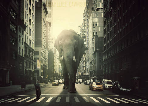 Elephant on city!