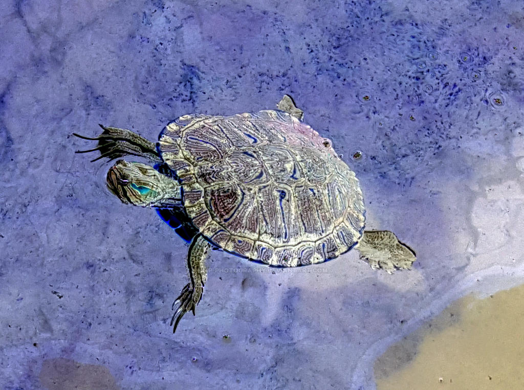 Drippy Turtle Trippy Turtle by LIP-Photography on DeviantArt