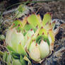 Wild Montana Vegetation