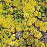 Prickly blanket
