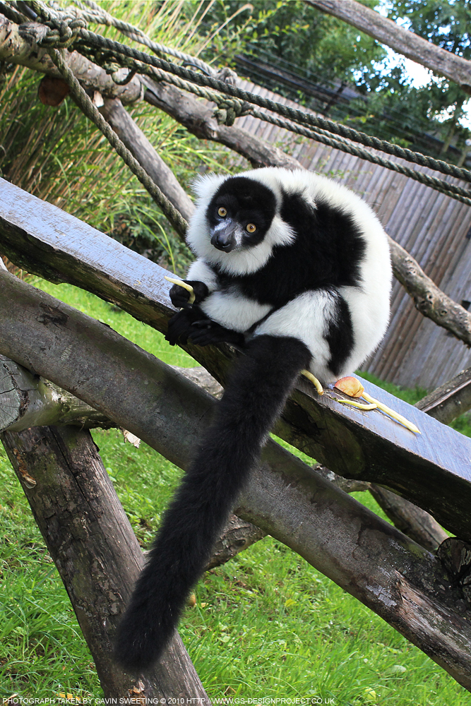 Howletts Wild Animal Park 1