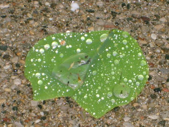 Wet Leaf