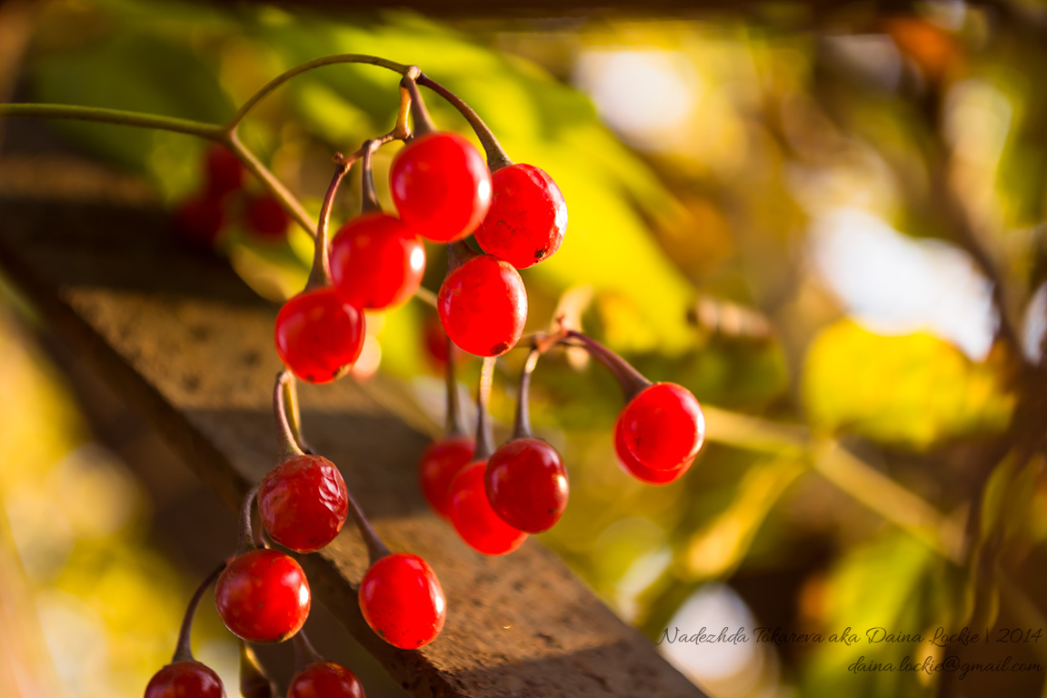 Red berries