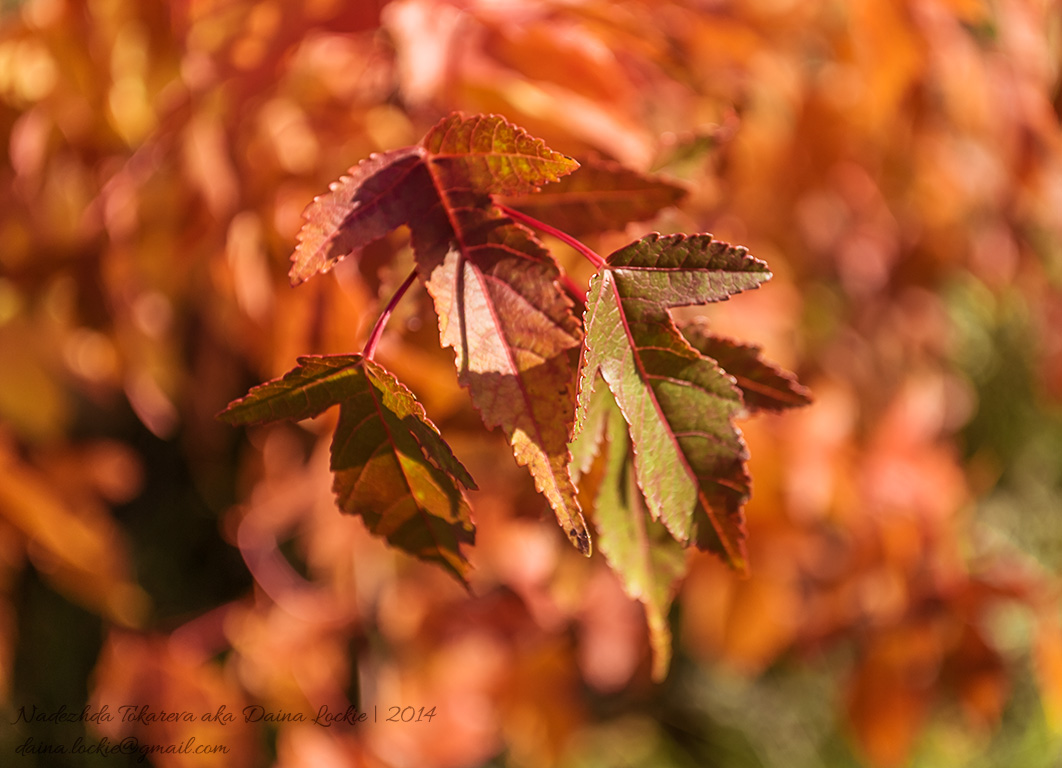 Beautiful autumn leaves