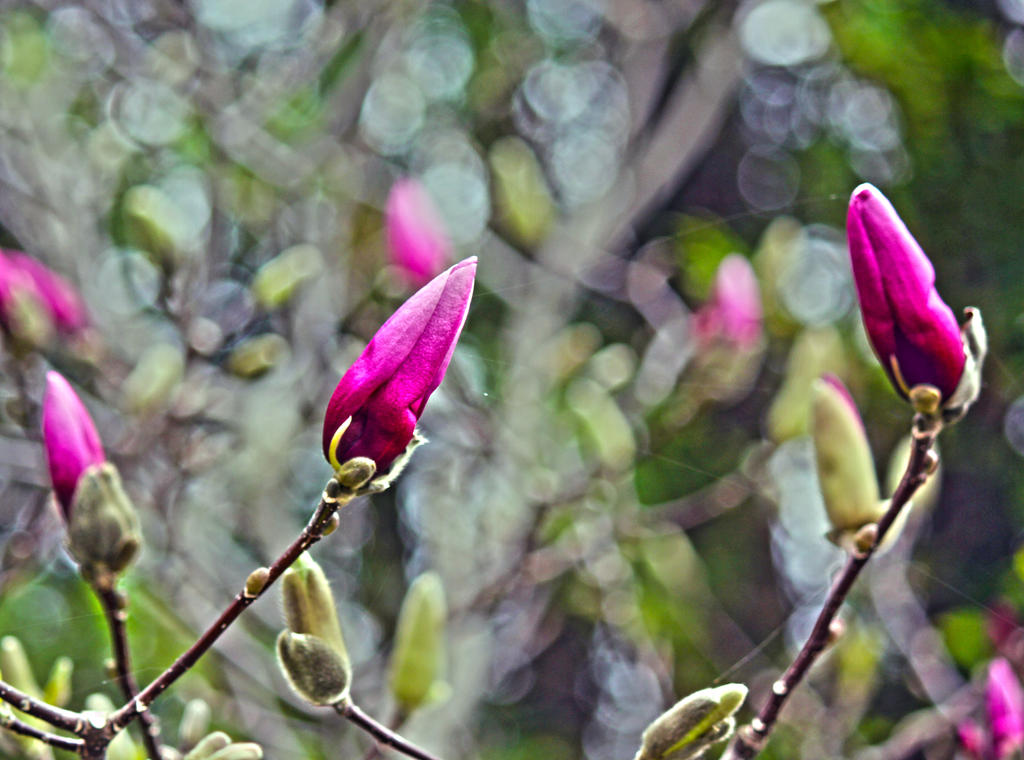 Spring Buds Graphics Spring Buds by Chuck-Jorgensen on DeviantArt
