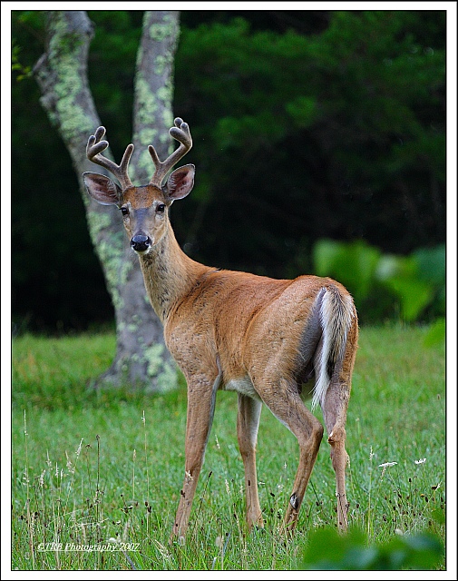 Velvet Buck