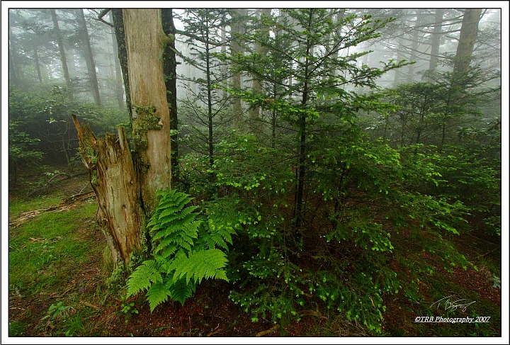 Foggy Trees Wide View