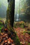 Tree, Fall and the Fog by TRBPhotographyLLC