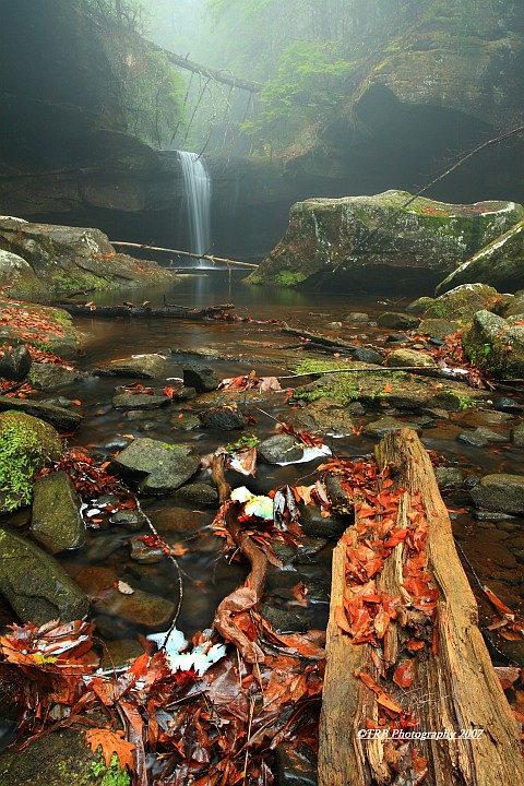 Fallen Tree, Fog and Fall