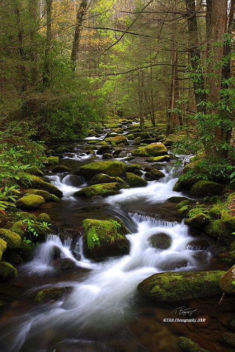 Smoky Mountain Stream