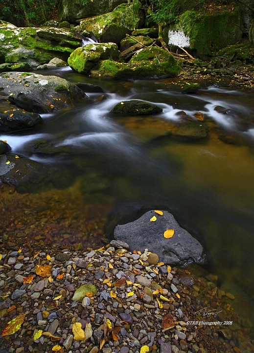 Contrasts of Autumn