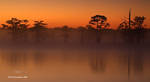 Spirit Trees by TRBPhotographyLLC