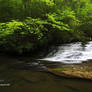 Spring Greens Along Creek