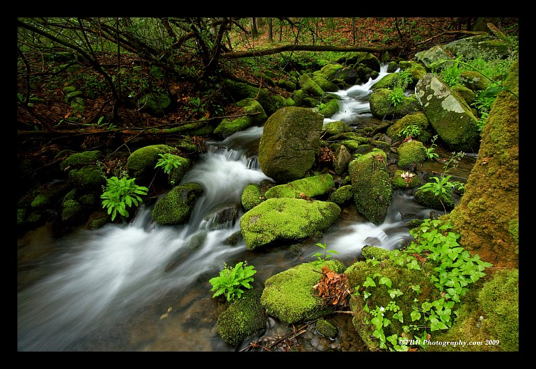 Smoky Mountain Greens