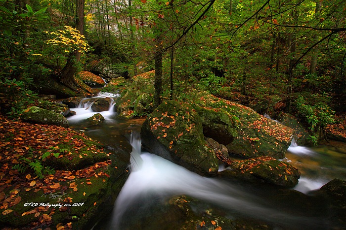 Autumn on Bad Branch II