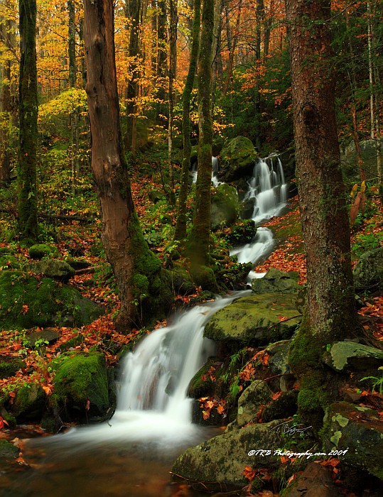 GSMNP Autumn 6