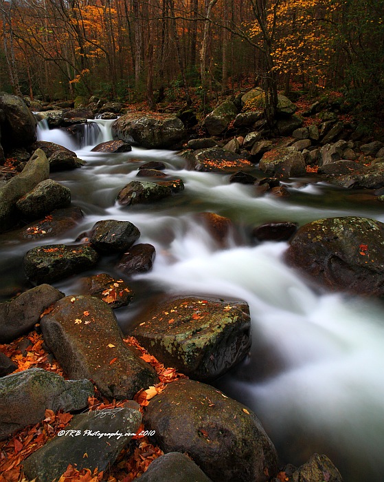 GSMNP Autumn 12