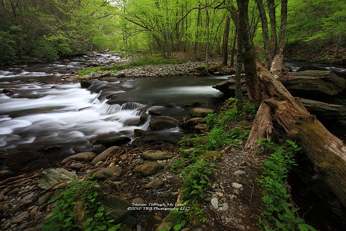 GSMNP Spring 4