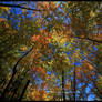 Canopy Of Color