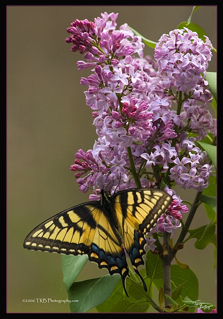 Swallowtail and Lilacs II