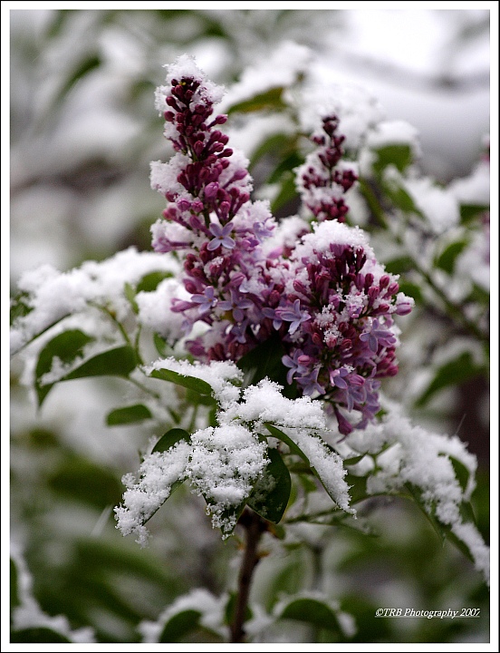 Spring Snow