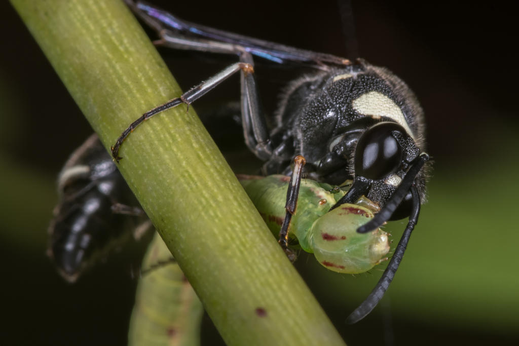 Insect Hug Wasp Gives A Hug by Hyrotek on DeviantArt