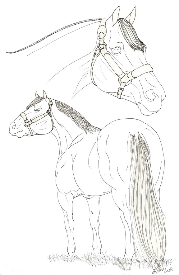 OLD - Stock Horse Halter Line Art (Free To Use!)