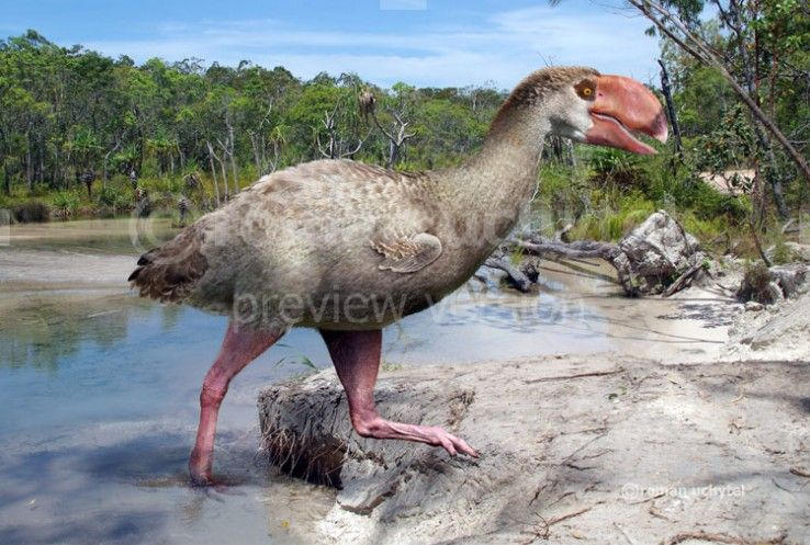 Dromornis by ZSOMBILAND on DeviantArt